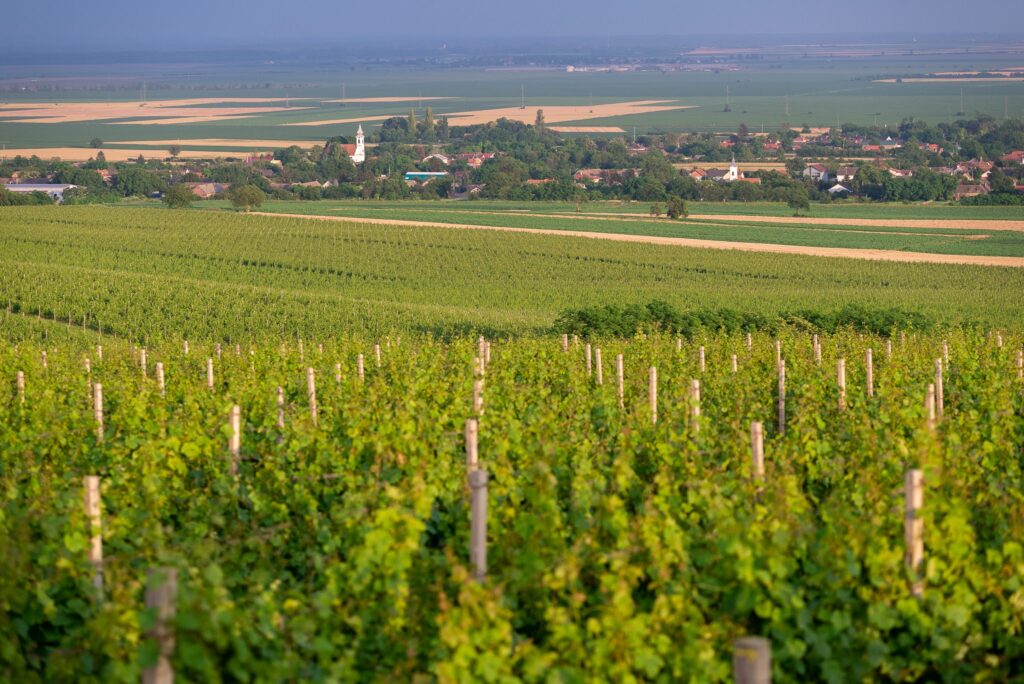 Vinogradi iznad sela Karanac